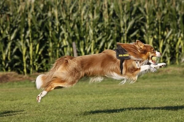 Dog - Border Collie - running with tennis ball in mouth - flyball