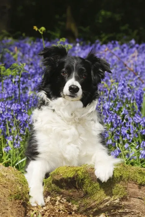 Framed Print : DOG. Border collie sitting in bluebells