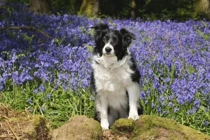 Framed Print : DOG. Border collie sitting in bluebells Framed Print : DOG. Border collie sitting in bluebells