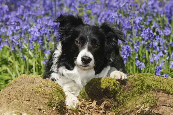 Framed Print : DOG. Border collie sitting in bluebells Framed Print : DOG. Border collie sitting in bluebells