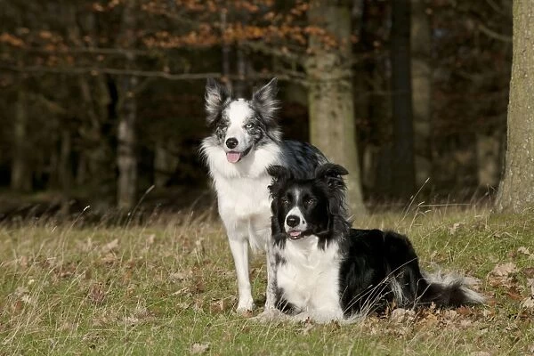 DOG - Border collie sitting next to border collie laying down