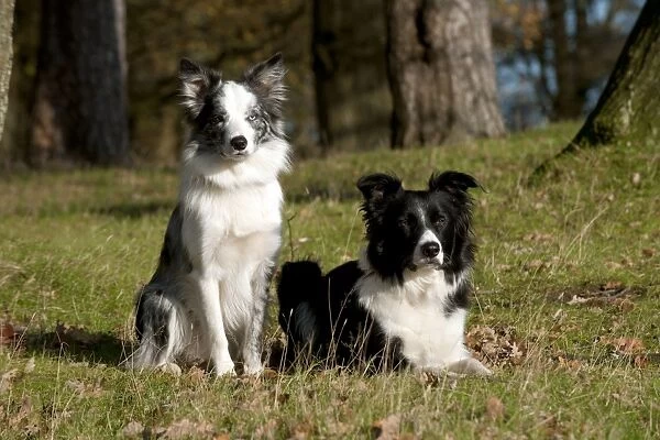 DOG - Border collie sitting next to border collie laying down