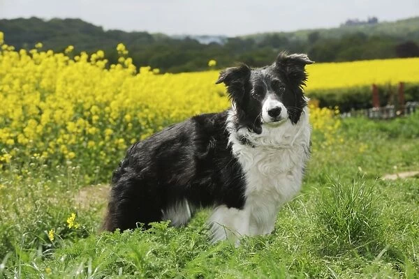DOG. Border collie sitting in front of oil seed rape