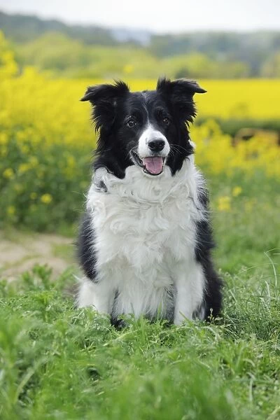 DOG. Border collie sitting in front of oil seed rape