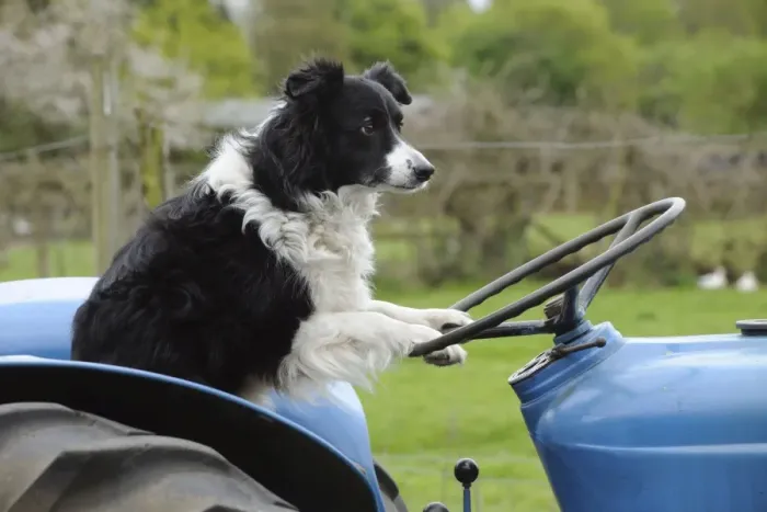 Framed Print : DOG. Border collie sitting on tractor Framed Print : DOG. Border collie sitting on tractor