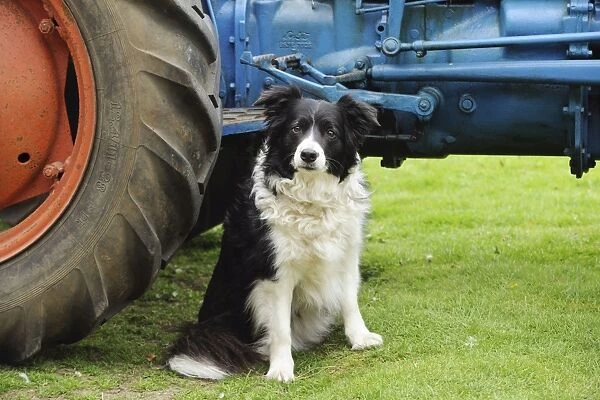 DOG. Border collie sitting next to tractor