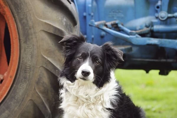 DOG. Border collie sitting next to tractor (head shot)