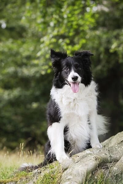 Dog. Border Collie sitting by tree