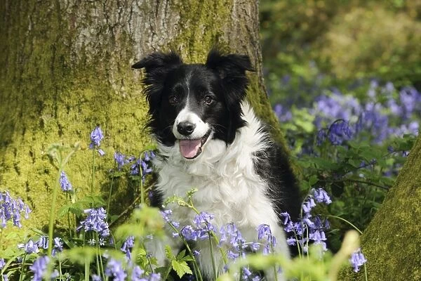 DOG. Border collie sitting in front of tree