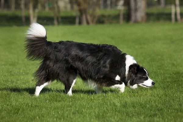 Dog - Border Collie sniffing in garden