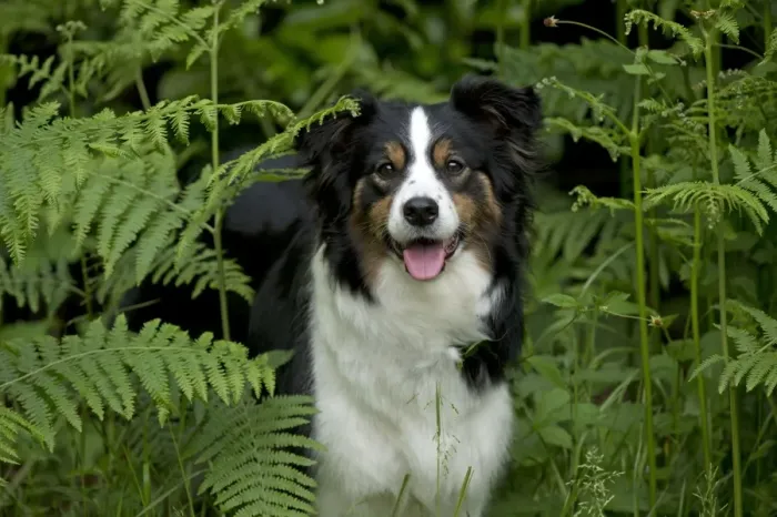 Framed Print : DOG - Border collie standing in bracken Framed Print : DOG - Border collie standing in bracken