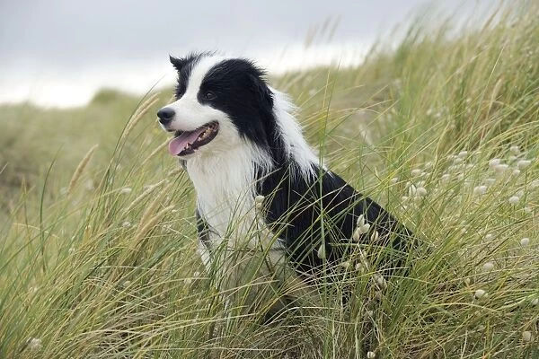 DOG. Border collie standing in sand dunes
