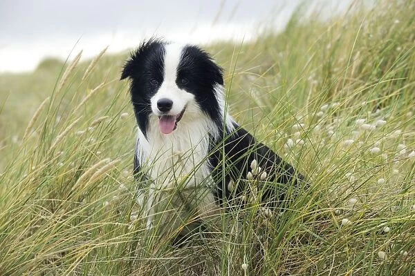 DOG. Border collie standing in sand dunes