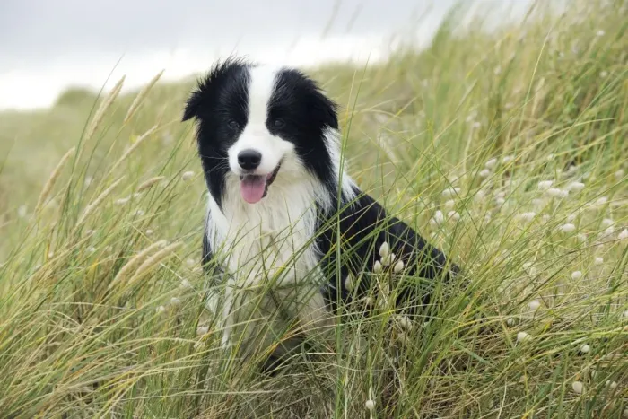 Framed Print : DOG. Border collie standing in sand dunes Framed Print : DOG. Border collie standing in sand dunes