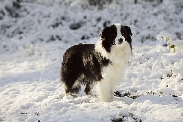 DOG. Border collie standing in the snow
