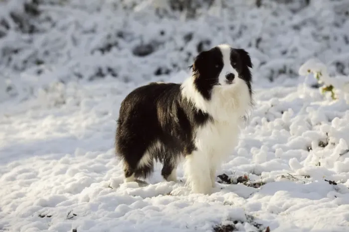 Framed Print : DOG. Border collie standing in the snow Framed Print : DOG. Border collie standing in the snow