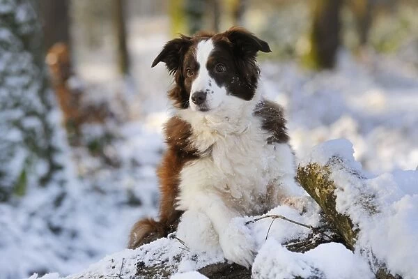 DOG. Border collie standing on snow covered logs