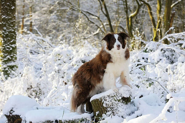 DOG. Border collie standing on snow covered tree stump