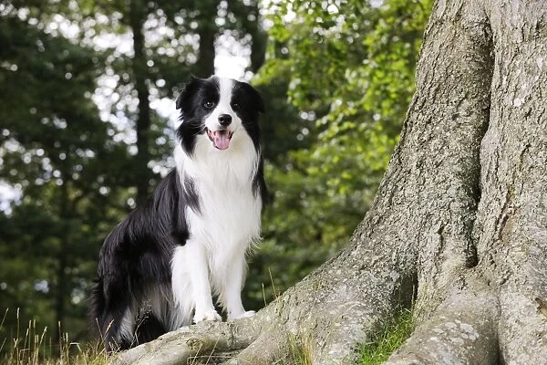 Dog. Border Collie standing by tree