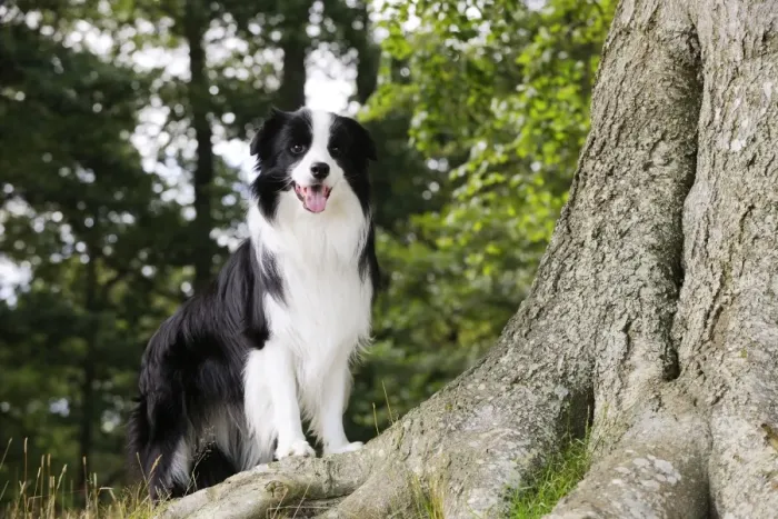 Framed Print : Dog. Border Collie standing by tree Framed Print : Dog. Border Collie standing by tree