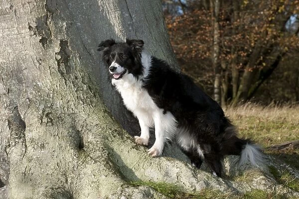 DOG - Border collie standing on tree roots