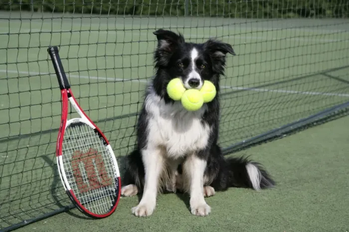 Framed Print : Dog - Border collie with tennis balls on court Framed Print : Dog - Border collie with tennis balls on court
