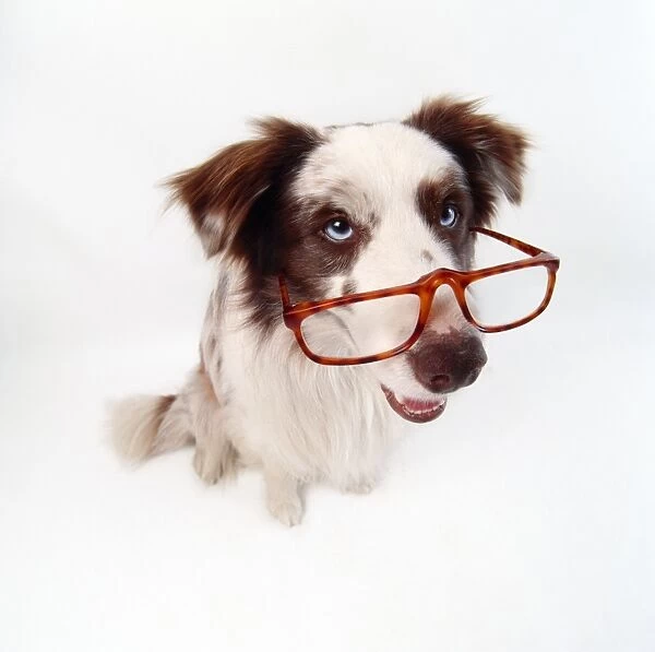 Dog - Border Collie - wearing glasses