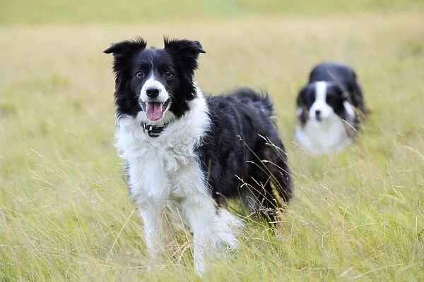Dog. Border Collies in field