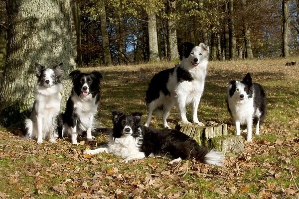 DOG - Border collies in a group