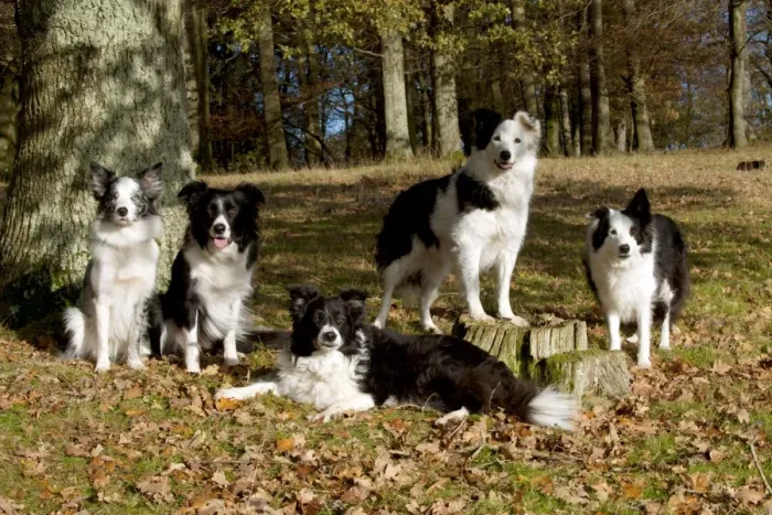 Framed Print : DOG - Border collies in a group Framed Print : DOG - Border collies in a group