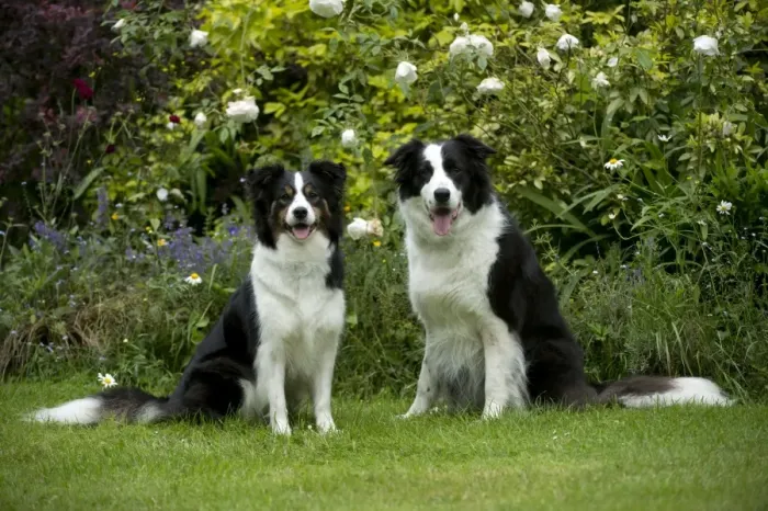 Framed Print : DOG - Border collies sitting in the garden Framed Print : DOG - Border collies sitting in the garden
