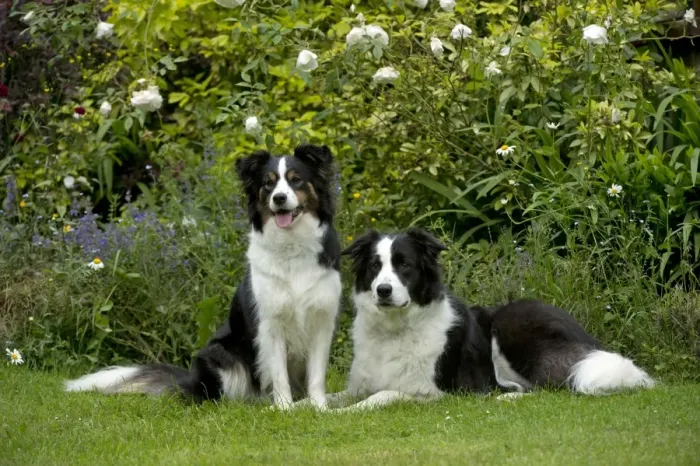 Framed Print : DOG - Border collies sitting in the garden