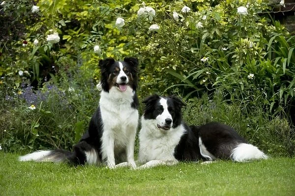 DOG - Border collies sitting in the garden