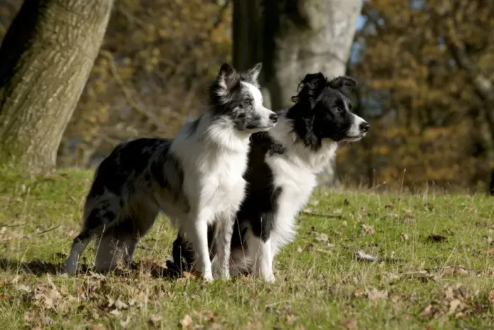 Framed Print : DOG - Border collies standing together Framed Print : DOG - Border collies standing together