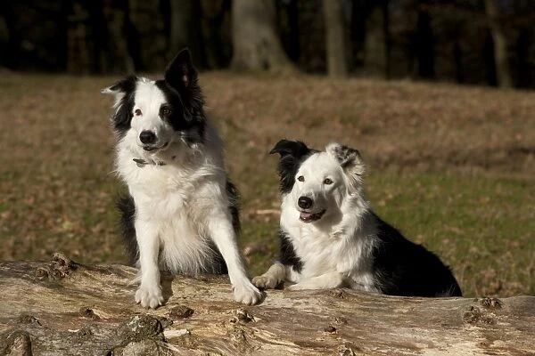 DOG - Border collies standing on a log next to each other
