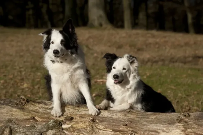 Framed Print : DOG - Border collies standing on a log next to each other Framed Print : DOG - Border collies standing on a log next to each other