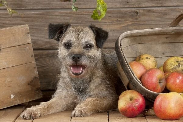 DOG - Border terrier laying next to basket of apples