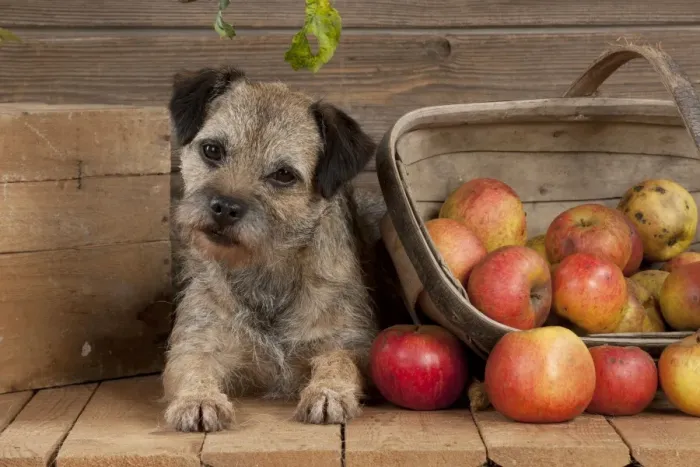 Framed Print : DOG - Border terrier laying next to basket of apples Framed Print : DOG - Border terrier laying next to basket of apples