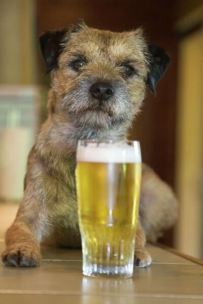 Dog - Border Terrier - in pub with pint of beer