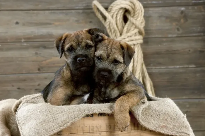 Framed Print : DOG - Border terrier puppies sitting in a box (13 weeks old) Framed Print : DOG - Border terrier puppies sitting in a box (13 weeks old)