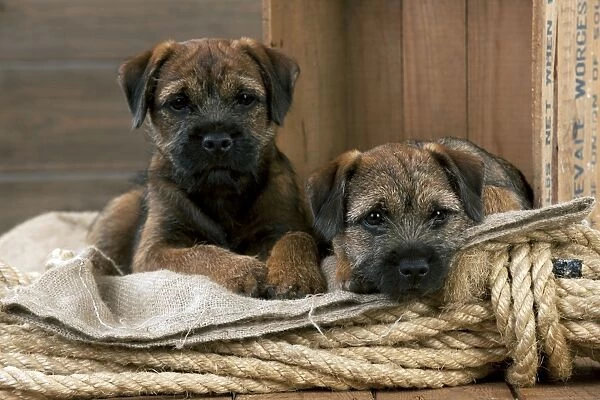 DOG - Border terrier puppies sitting on a pile of ropes (13 weeks old)