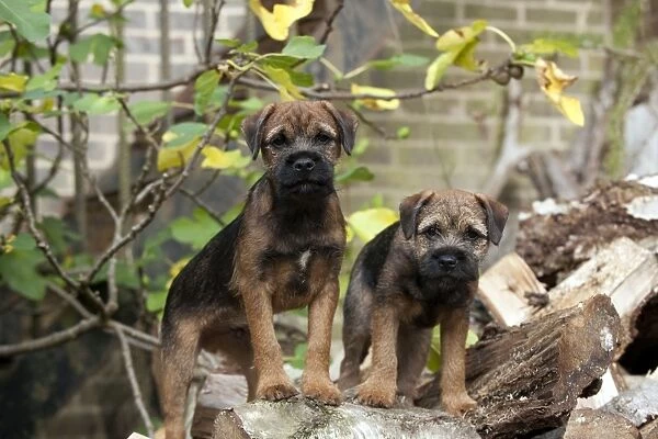 DOG - Border terrier puppies standing on a wood pile (13 weeks old)