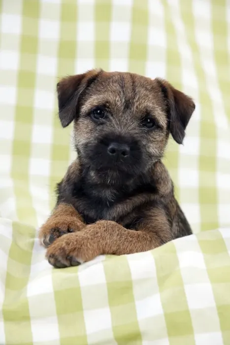 Framed Print : DOG - Border terrier puppy sitting on a blanket Framed Print : DOG - Border terrier puppy sitting on a blanket