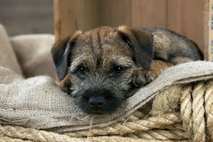 Framed Print : DOG - Border terrier puppy sitting in a box (13 weeks old) Framed Print : DOG - Border terrier puppy sitting in a box (13 weeks old)