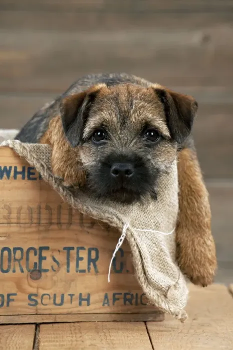 Framed Print : DOG - Border terrier puppy sitting in a box (13 weeks old)