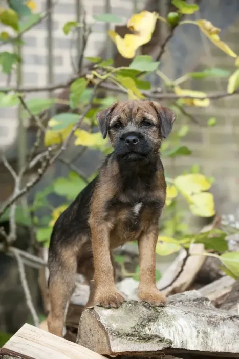 Framed Print : DOG - Border terrier puppy standing on a wood pile (13 weeks old) Framed Print : DOG - Border terrier puppy standing on a wood pile (13 weeks old)