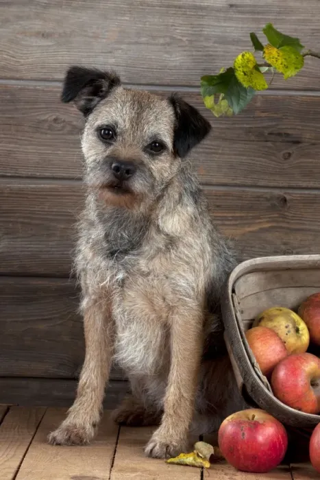 Framed Print : DOG - Border terrier sitting next to basket of apples Framed Print : DOG - Border terrier sitting next to basket of apples