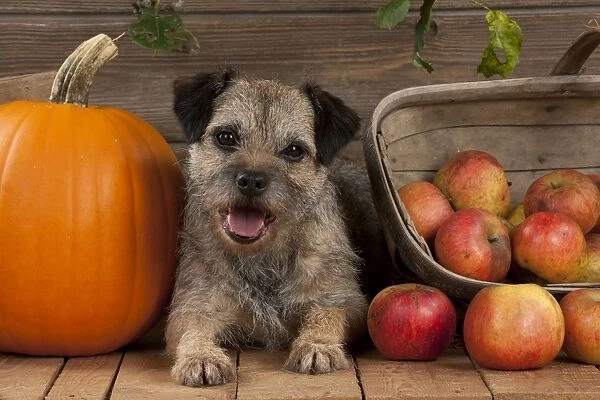 DOG - Border terrier sitting between a pumpkin and a basket of apples