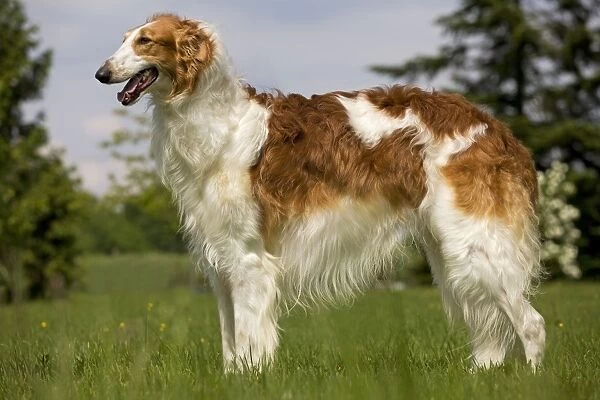 Dog - Borzoi  /  Russian Wolfhound