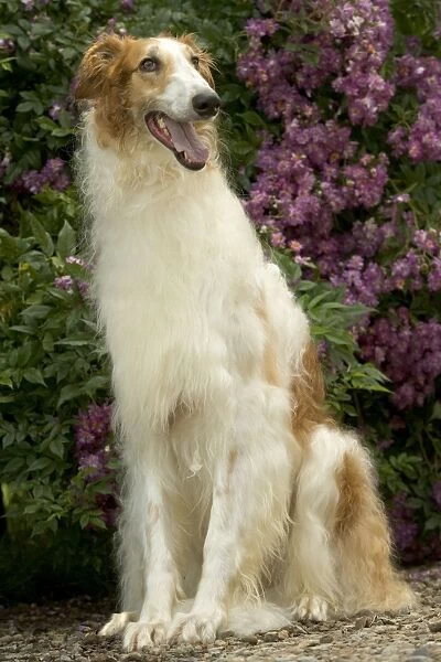 DOG - Borzoi  /  Russian Wolfhound